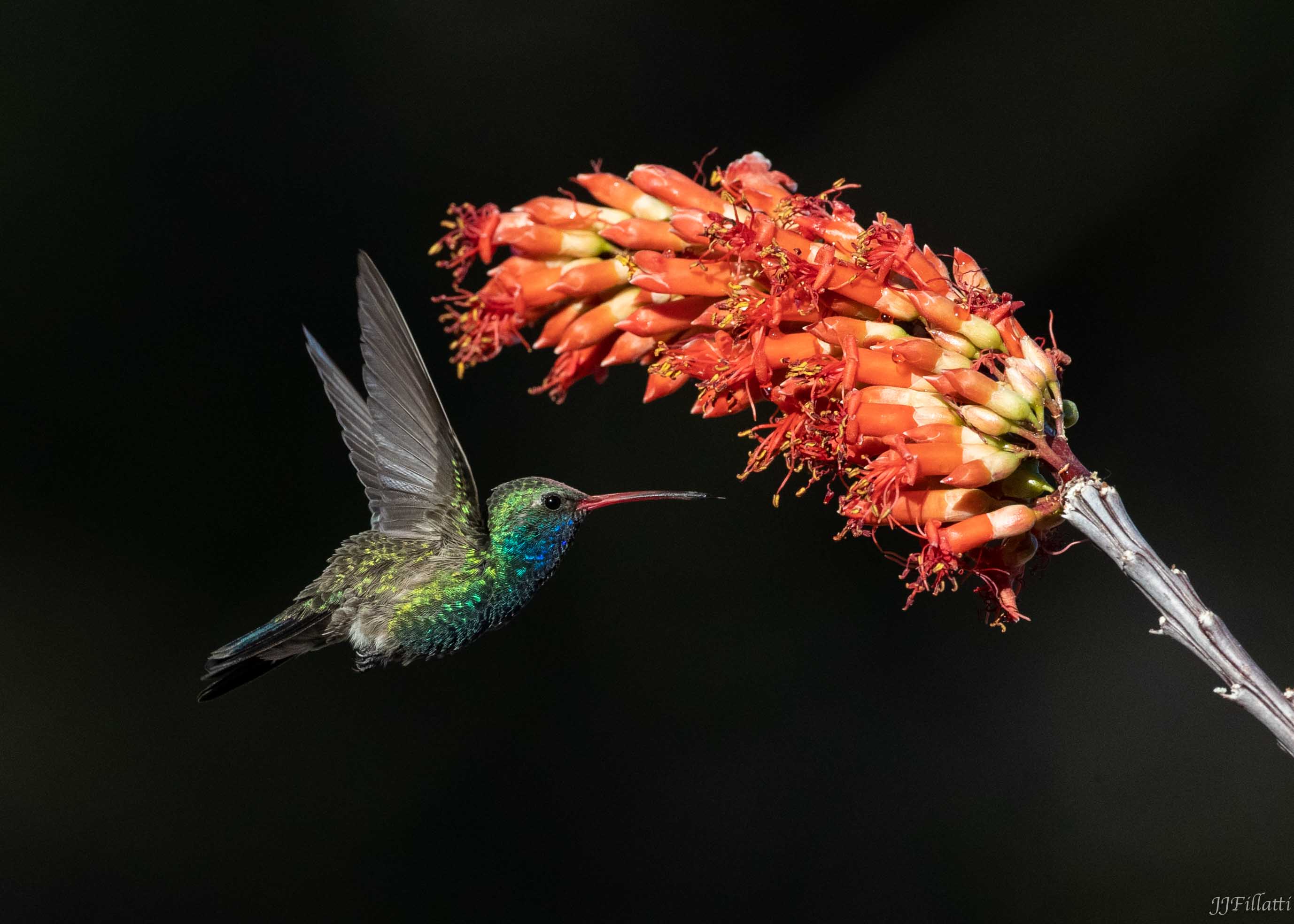 bird of arizona image 22